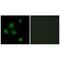 SIN3 Transcription Regulator Family Member B antibody, A06424, Boster Biological Technology, Immunofluorescence image 
