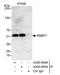 Histone-binding protein RBBP7 antibody, A300-959A, Bethyl Labs, Immunoprecipitation image 