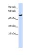 Cytochrome b-561 antibody, orb324968, Biorbyt, Western Blot image 