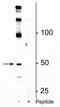 Eukaryotic Translation Elongation Factor 1 Alpha 2 antibody, P03304, Boster Biological Technology, Western Blot image 