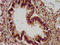 Agrin antibody, CSB-PA001461LA01HU, Cusabio, Immunohistochemistry paraffin image 