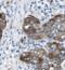 Neuroendocrine secretory protein 55 antibody, FNab05663, FineTest, Immunohistochemistry paraffin image 