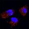 Caveolin 2 antibody, BAF5788, R&D Systems, Immunocytochemistry image 