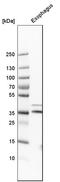 G Protein-Coupled Receptor 157 antibody, HPA028697, Atlas Antibodies, Western Blot image 