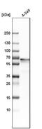 p76 antibody, NBP1-90681, Novus Biologicals, Western Blot image 