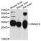 DnaJ Heat Shock Protein Family (Hsp40) Member C5 antibody, abx125769, Abbexa, Western Blot image 