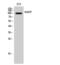 Anoctamin 7 antibody, PA5-51025, Invitrogen Antibodies, Western Blot image 