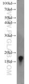 Vesicle Associated Membrane Protein 3 antibody, 10702-1-AP, Proteintech Group, Western Blot image 