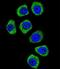 Protocadherin Beta 3 antibody, LS-C163433, Lifespan Biosciences, Immunofluorescence image 