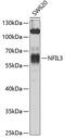 NFIL3 antibody, 22-842, ProSci, Western Blot image 