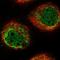 HIG1 Hypoxia Inducible Domain Family Member 1A antibody, HPA043336, Atlas Antibodies, Immunofluorescence image 