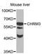Muscarinic acetylcholine receptor M3 antibody, STJ29860, St John