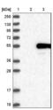 PBX1 antibody, NBP1-86151, Novus Biologicals, Western Blot image 
