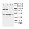 BMI1 Proto-Oncogene, Polycomb Ring Finger antibody, LS-C312950, Lifespan Biosciences, Western Blot image 