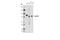 RanBP9 antibody, 14638S, Cell Signaling Technology, Western Blot image 