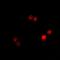Actin Like 6B antibody, abx225007, Abbexa, Western Blot image 