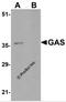 Gastrin antibody, 5437, ProSci Inc, Western Blot image 