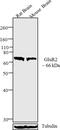 Glutamate Ionotropic Receptor AMPA Type Subunit 2 antibody, 32-0300, Invitrogen Antibodies, Western Blot image 
