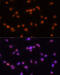 Pre-MRNA Processing Factor 8 antibody, 19-988, ProSci, Immunofluorescence image 