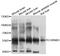 Cholinergic Receptor Nicotinic Beta 3 Subunit antibody, STJ112147, St John