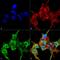 Synaptotagmin 12 antibody, MA5-27600, Invitrogen Antibodies, Immunofluorescence image 