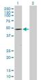 Doublesex- and mab-3-related transcription factor 1 antibody, H00001761-D01P, Novus Biologicals, Western Blot image 