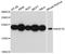 NOP16 Nucleolar Protein antibody, A13697, ABclonal Technology, Western Blot image 