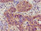 Transient Receptor Potential Cation Channel Subfamily C Member 1 antibody, orb400944, Biorbyt, Immunohistochemistry paraffin image 