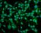 Pro-Apoptotic WT1 Regulator antibody, A03637-1, Boster Biological Technology, Immunofluorescence image 