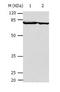 Calpain 2 antibody, TA323974, Origene, Western Blot image 