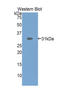 Alpha-2-Macroglobulin antibody, LS-C292749, Lifespan Biosciences, Western Blot image 