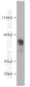 Drp3 antibody, 18969-1-AP, Proteintech Group, Western Blot image 