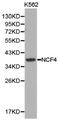 Neutrophil Cytosolic Factor 4 antibody, LS-C192845, Lifespan Biosciences, Western Blot image 