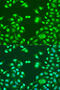 Nuclear Mitotic Apparatus Protein 1 antibody, 13-194, ProSci, Immunofluorescence image 