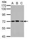 Phenylalanyl-tRNA synthetase beta chain antibody, PA5-30350, Invitrogen Antibodies, Western Blot image 
