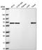 EH Domain Containing 1 antibody, HPA067747, Atlas Antibodies, Western Blot image 