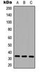 CD20 antibody, orb256695, Biorbyt, Western Blot image 