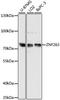 Zinc finger protein 263 antibody, A11578, Boster Biological Technology, Western Blot image 