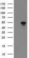 Golgin, RAB6 Interacting antibody, NBP2-03929, Novus Biologicals, Western Blot image 