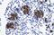 Zinc Finger Protein 182 antibody, PA5-68603, Invitrogen Antibodies, Immunohistochemistry frozen image 