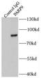 Poly(ADP-Ribose) Polymerase Family Member 9 antibody, FNab06160, FineTest, Immunoprecipitation image 