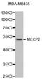 Methyl-CpG Binding Protein 2 antibody, abx126970, Abbexa, Western Blot image 