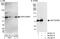 Collagen type IV alpha-3-binding protein antibody, A300-669A, Bethyl Labs, Western Blot image 