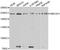 Structural Maintenance Of Chromosomes Flexible Hinge Domain Containing 1 antibody, orb247856, Biorbyt, Western Blot image 