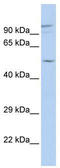 Gap Junction Protein Alpha 3 antibody, TA341673, Origene, Western Blot image 