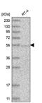 Geranylgeranyl Diphosphate Synthase 1 antibody, HPA029472, Atlas Antibodies, Western Blot image 