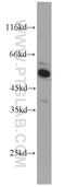 Annexin A8 Like 1 antibody, 10462-1-AP, Proteintech Group, Western Blot image 