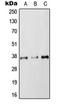RAB36, Member RAS Oncogene Family antibody, orb215542, Biorbyt, Western Blot image 