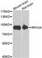 Rabphilin 3A antibody, A6722, ABclonal Technology, Western Blot image 