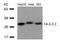Tyrosine 3-Monooxygenase/Tryptophan 5-Monooxygenase Activation Protein Zeta antibody, GTX50519, GeneTex, Western Blot image 
